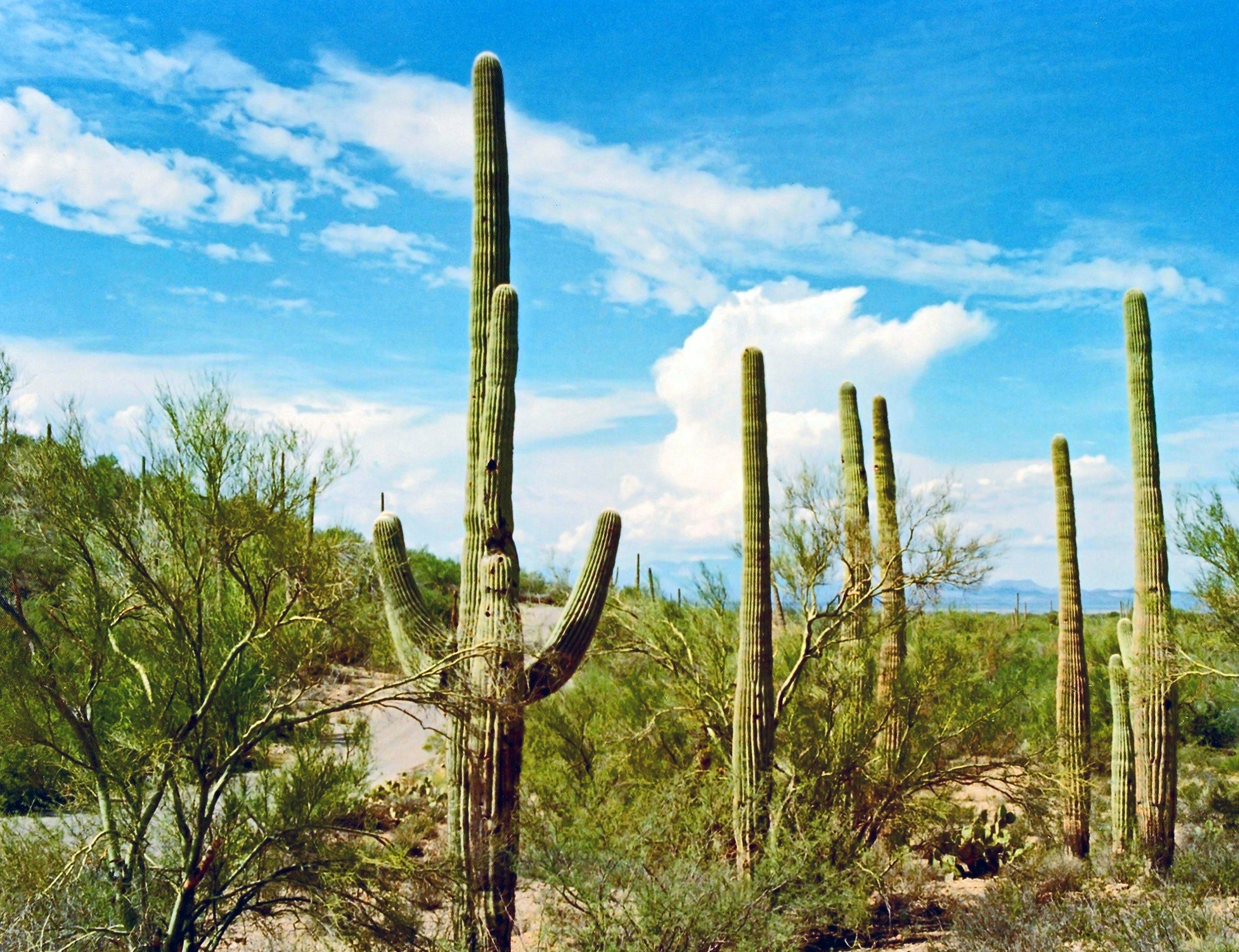 The State of Arizona in a State of Recreational Bliss